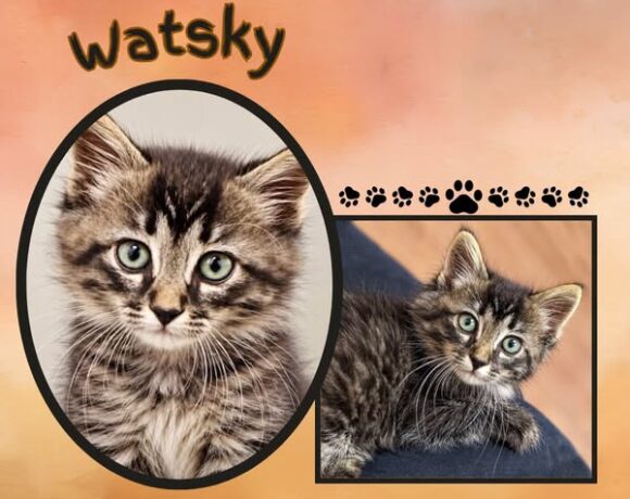 Watsky