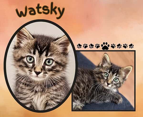 Watsky Watsky