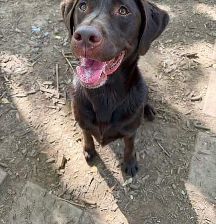 Coda