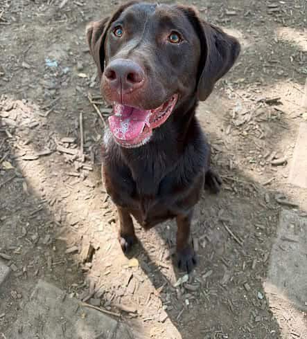 Coda